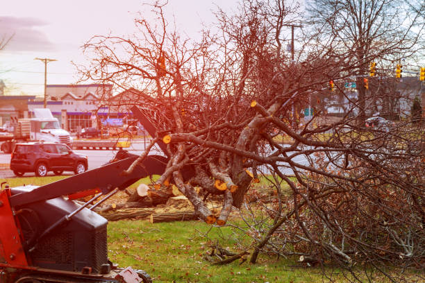 How Our Tree Care Process Works  in  Upper Exeter, PA
