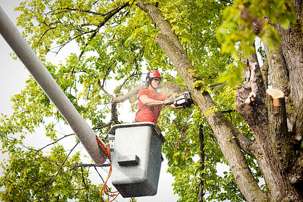 Trusted Upper Exeter, PA Tree Care Experts